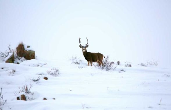 Big Game: Deer and Elk - This area surrounds Gunnison