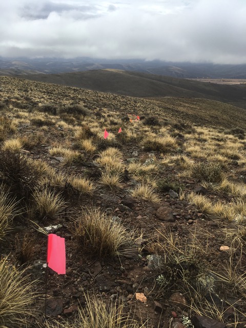 Tiny little pink flags representing future trail…and hours of hiking, hiking, and more hiking.