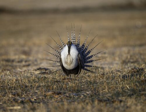 Springtime Road and Trail Closures Begin March 15, 2025