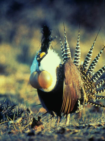 A male Gunnison Sage-grouse doing his thing.